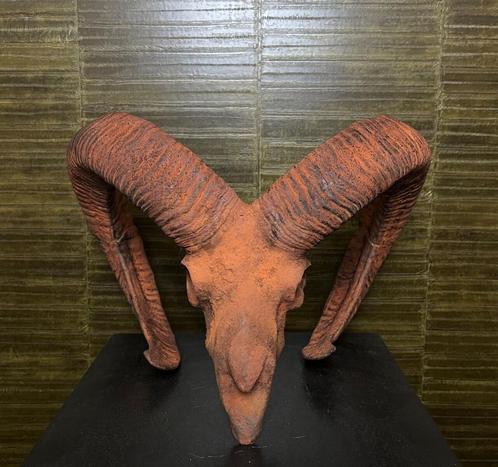 Moeflon Schedel Taxidermie Opgezette Dieren By Max, Verzamelen, Dierenverzamelingen, Opgezet dier, Nieuw, Wild dier, Ophalen of Verzenden