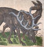 Conrad Gesner [1516-1565], Konrad Gessner - Deer, folio with, Antiek en Kunst