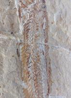 Vis - Fossiele plaatmatrix - Apateopholis, Verzamelen