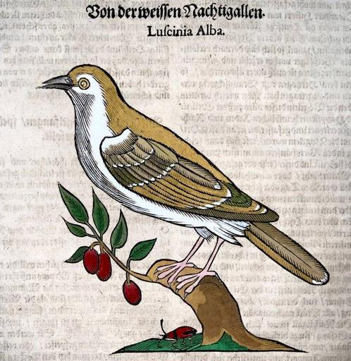 Conrad Gesner [1516-1565], Konrad Gessner, woodcut to one, Antiek en Kunst, Antiek | Boeken en Manuscripten