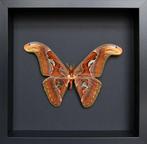 Vlinder Taxidermie volledige montage - Attacus atlas - 25 cm, Verzamelen, Nieuw