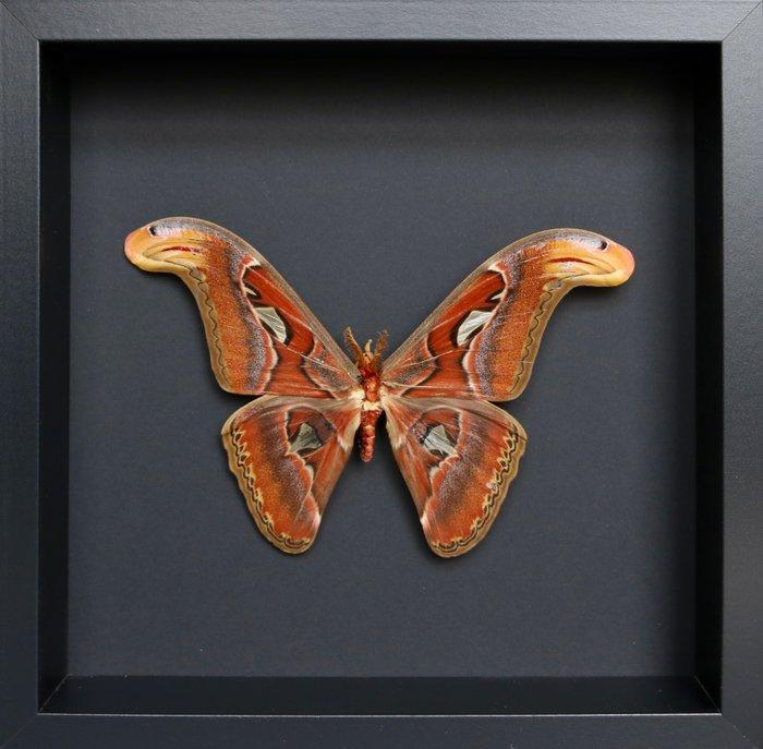 Vlinder Taxidermie volledige montage - Attacus atlas - 25 cm, Verzamelen, Dierenverzamelingen