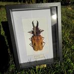 Kevers Taxidermie volledige montage - Macrodontia, Verzamelen, Nieuw