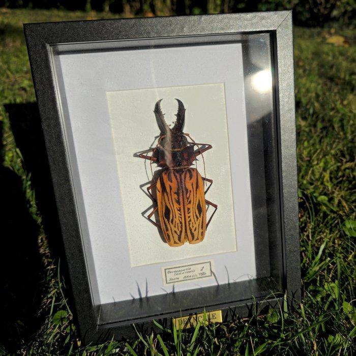 Kevers Taxidermie volledige montage - Macrodontia, Verzamelen, Dierenverzamelingen