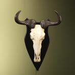 Blauwe Gnoe Schedel Taxidermie Opgezette Dieren By Max, Ophalen of Verzenden, Nieuw, Wild dier, Opgezet dier