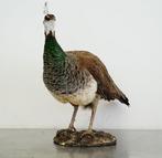 Indiaas blauw pauw - volwassen vrouwtje Taxidermie volledige, Antiek en Kunst