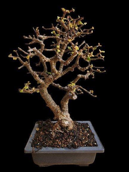 Portulacaria afra Écorce de liège - Hauteur (arbre) : 30, Antiek en Kunst, Curiosa en Brocante
