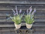 Decoratief ornament (2) - Europa - Lavendel met pot
