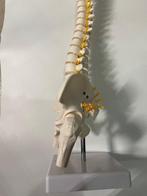 Industriële apparatuur - Frankrijk - Anatomisch model -