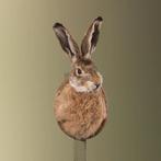 Haas Taxidermie Opgezette Dieren By Max, Verzamelen, Dierenverzamelingen, Ophalen of Verzenden, Nieuw, Wild dier, Opgezet dier