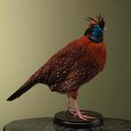 Temmincks Tragopaan Taxidermie Opgezette Dieren By Max, Ophalen of Verzenden, Opgezet dier