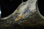 Theropoda - Gefossiliseerde klauw - BIG Suchomimus Claw - 17