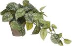 Tweedekans | Mica Decorations Scindapsus Kunstplant in, Huis en Inrichting, Kamerplanten, Ophalen of Verzenden