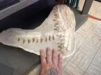 Zeereptiel - Gefossiliseerde kaak - Mosasaurus sp.