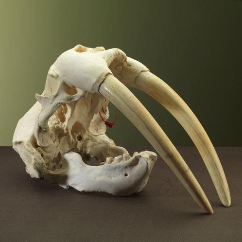 Walrus Schedel Taxidermie Opgezette Dieren By Max, Verzamelen, Dierenverzamelingen, Opgezet dier, Nieuw, Wild dier, Ophalen of Verzenden