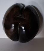 Coco de mer Taxidermie volledige montage - Lodoicea, Antiek en Kunst