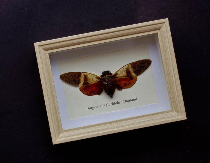 Cicade Support de corps entier pour taxidermie - Angamiana, Antiek en Kunst, Curiosa en Brocante