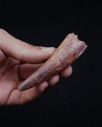 Dinosaurus - Fossiele tand - Spinosaurus aegyptiacus