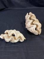 Prachtig paar volledige oesterschelpen Zeeschelp - Tridacna, Nieuw