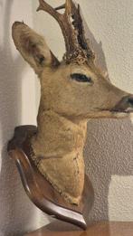 Reebok Taxidermie wandmontage - Capreolus capreolus - grand, Nieuw