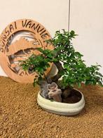 Japanese iep bonsai (Zelkova) - Hoogte (boom): 26 cm -, Antiek en Kunst
