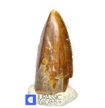 Top Zeldzame Majungasaurus crenatissimus Abelisaurid