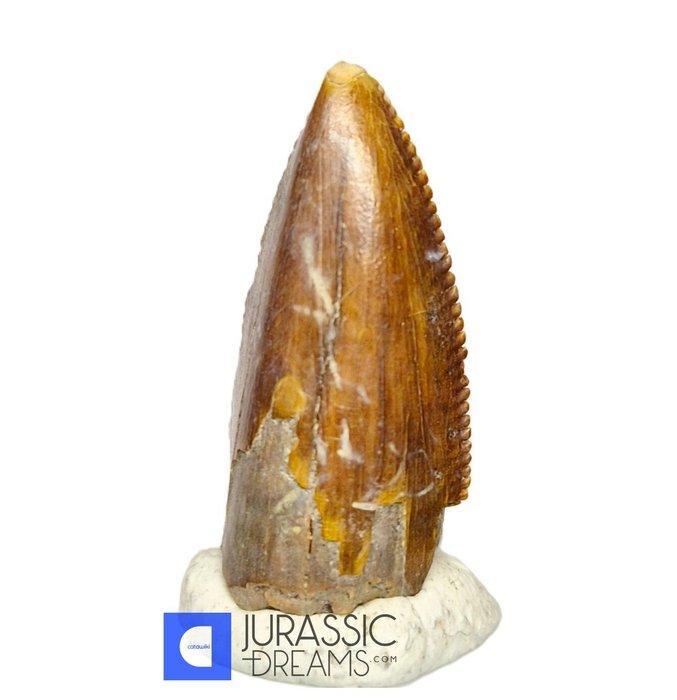 Top Zeldzame Majungasaurus crenatissimus Abelisaurid, Collections, Minéraux & Fossiles