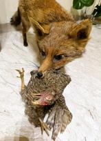 Renard roux Support de corps entier pour taxidermie - Vulpes, Verzamelen, Dierenverzamelingen, Nieuw