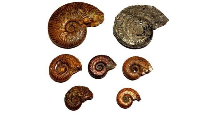 Ammoniet - Gefossiliseerd dier - Ammonoidea - 7 Pièces -, Collections, Minéraux & Fossiles
