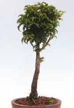 Japanese maple bonsai (Acer palmatum) - Hauteur (arbre) : 27