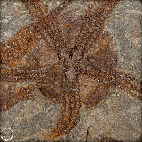 Natuurlijke schijf met fossiele zeesterren (Ophiuroidea)-, Verzamelen, Dierenverzamelingen