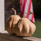 Ivory Belle F1 Butternut Pompoenzaden beperkt leverbaar, Nieuw