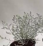 Toefje leucophyta challenge grijs brownii calocephalus ofwel, Huis en Inrichting, Nieuw