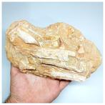 Mooi bewaard gebleven Halisaurus arambourgii Mosasaurus