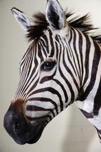 Zebra Head Taxidermie wandmontage - Equus quagga - 45 cm -