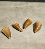 Dinosaurus Tand - Mosasaurus - 11 cm - 11 cm - 5 cm - (1), Nieuw