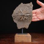 Fossiel Echinoïde op matrix - Gefossiliseerde schelp -, Nieuw