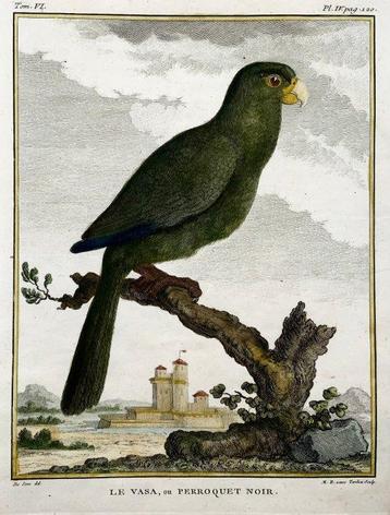 Lot of 2 de Seve engravings in 4to of Parrots - 1779