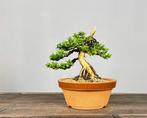 Bonsaï Genévrier (Juniperus) - Hauteur (arbre) : 18 cm -