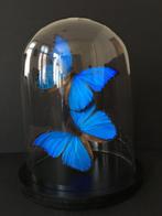 Vlinder Taxidermie volledige montage - Morpho didius - 30 cm