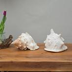 Zeeslak Zeeschelp - Charonia Tritonis - Cassis Cornuta