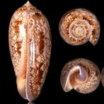Verzamelobject - Zee schelp uit Mexico Zeeschelp - Oliva, Verzamelen, Nieuw