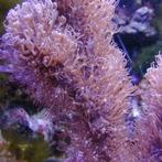 Corky Gorgoon Briareum Miami M (Ong. 7 cm)