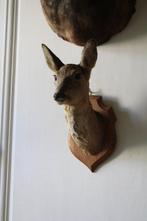 Trophée de chasse, Nieuw
