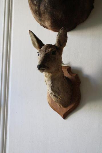 Trophée de chasse