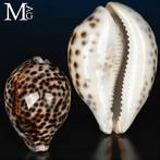 Prachtige Cypraea Tigris – Tijgerkoraal schelp – Veiling