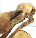 Fossiel - Fossiele schedel - Skull of Dodo (Raphus, Verzamelen