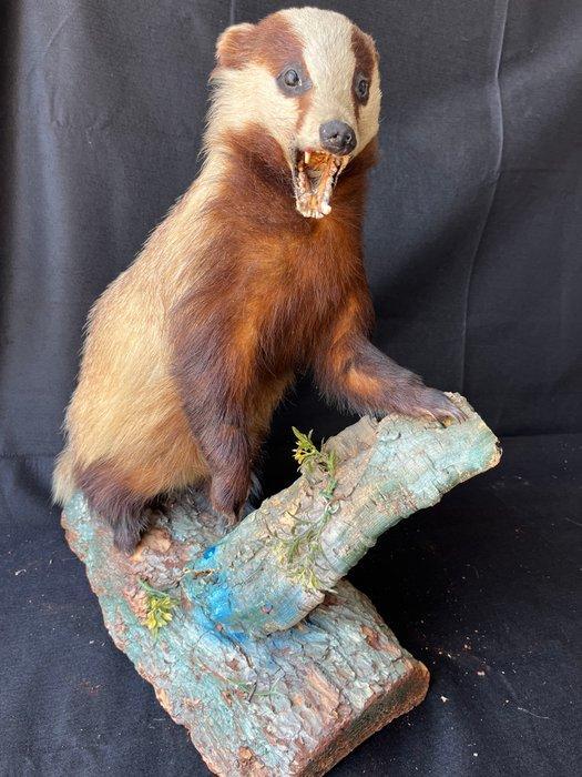 Das Taxidermie volledige montage - Meles meles - 67 cm - 55, Antiek en Kunst, Curiosa en Brocante