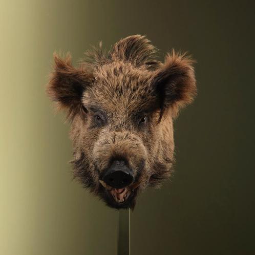 Wild Zwijn Middel Taxidermie Opgezette Dieren By Max, Verzamelen, Dierenverzamelingen, Opgezet dier, Nieuw, Wild dier, Ophalen of Verzenden