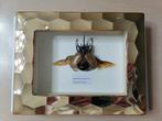 Neushoornkever Taxidermie wandmontage - Eupatorus, Nieuw
